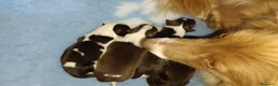 Border Collie cani in vendita: Border collie - Croce del Nord  - Annuncio 3