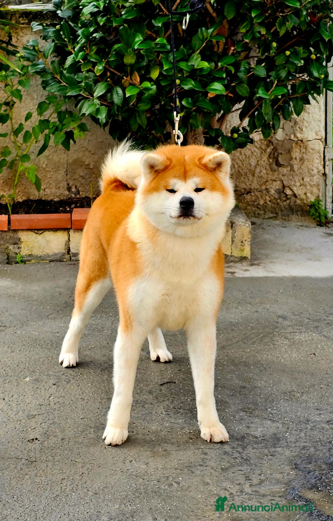 Akita Inu cani in vendita: Cuccioli Akita inu - Annuncio 1