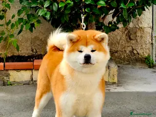 Akita Inu cani Cuccioli Akita inu - Annuncio 1