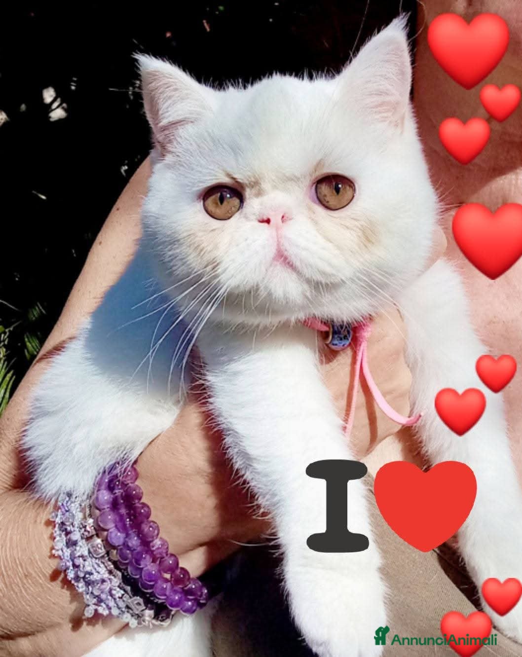 Exotic Shorthair gatti Cuccioli Exotic short hair/persiano bianco - Annuncio 3