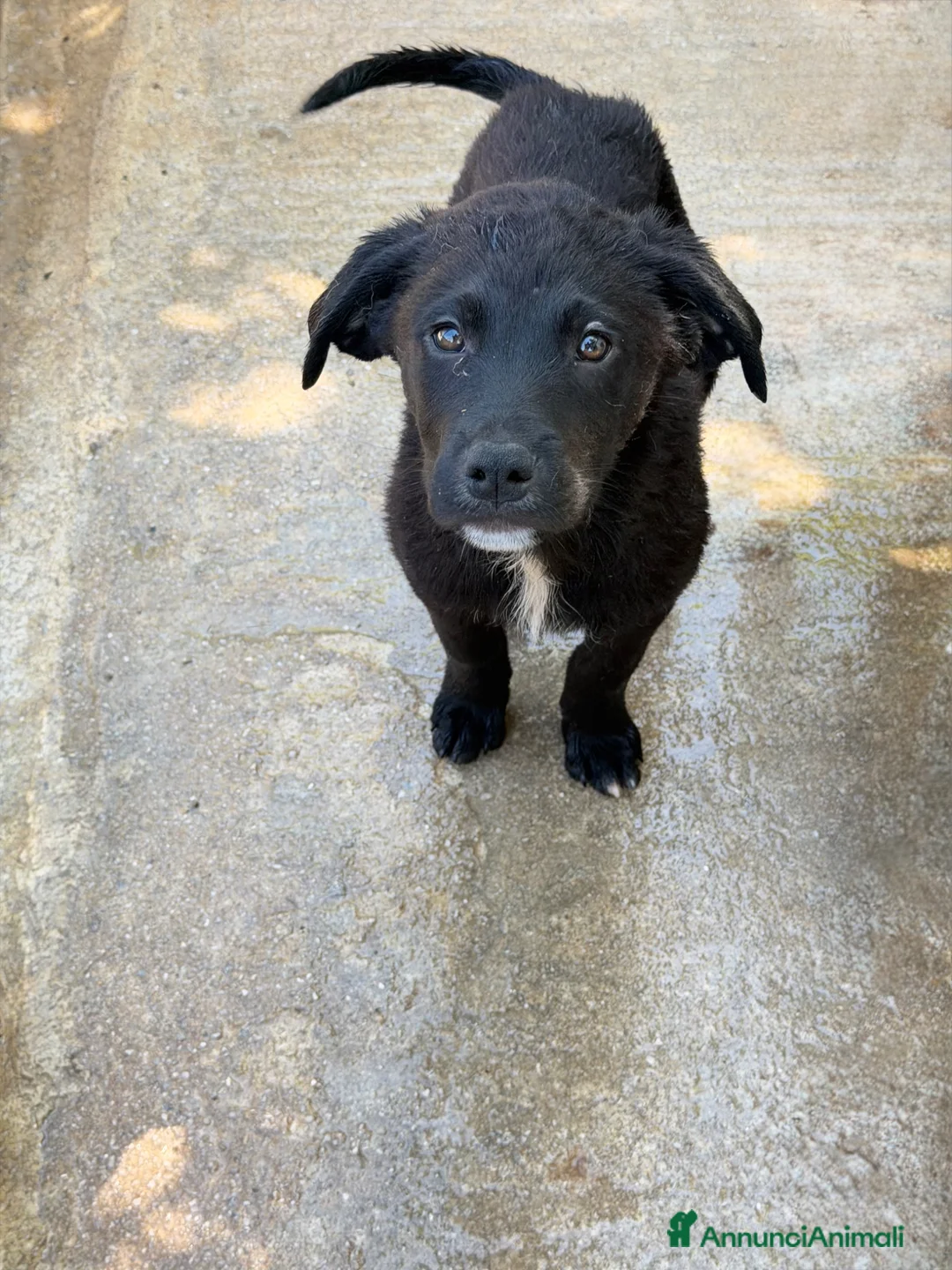 Meticcio cani in regalo: Max 3 mesi a Provincia di Savona - Annuncio 4
