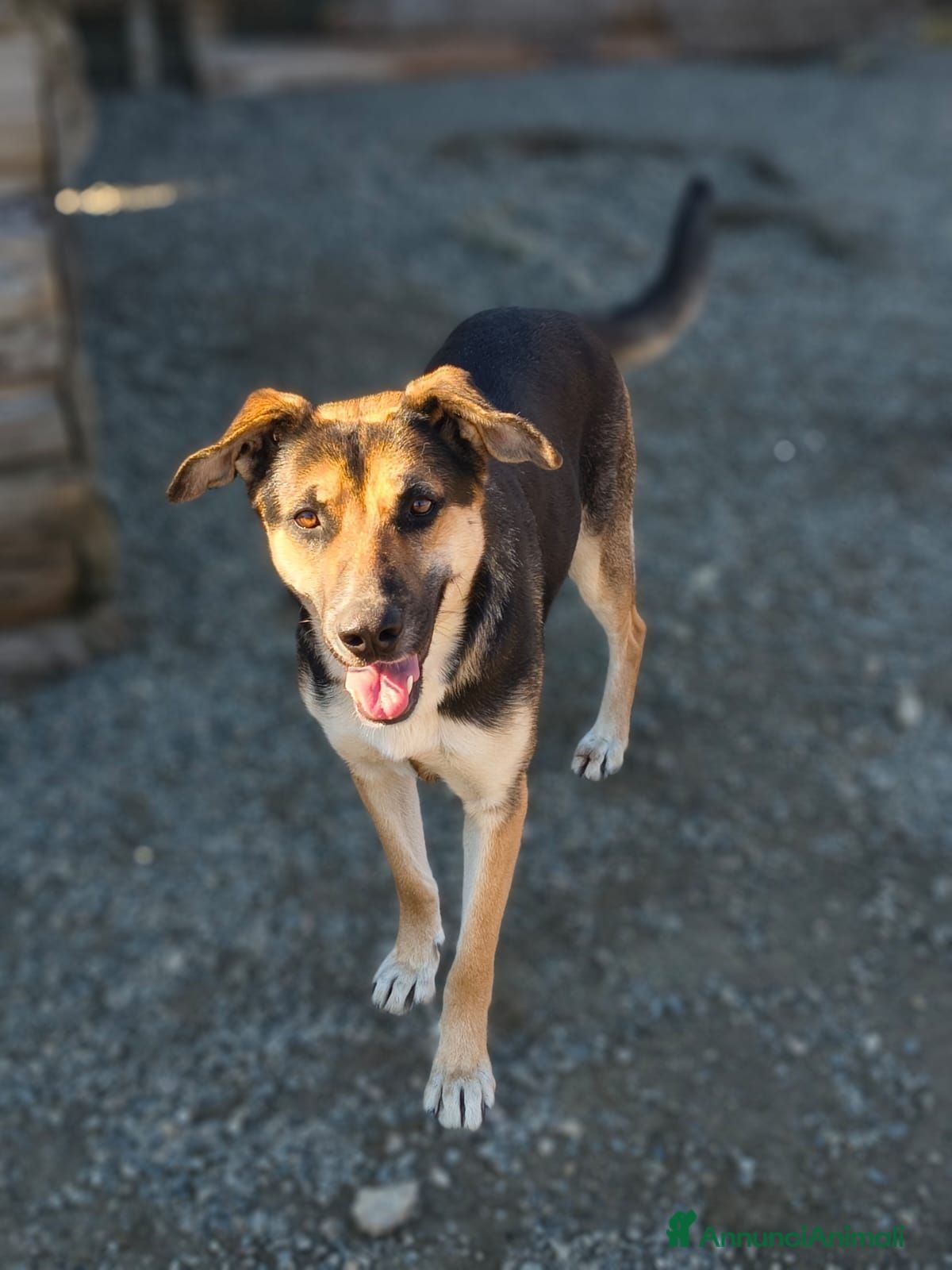 Meticcio cani Masha - Annuncio 3