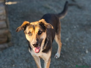 Meticcio cani Masha - Annuncio 3