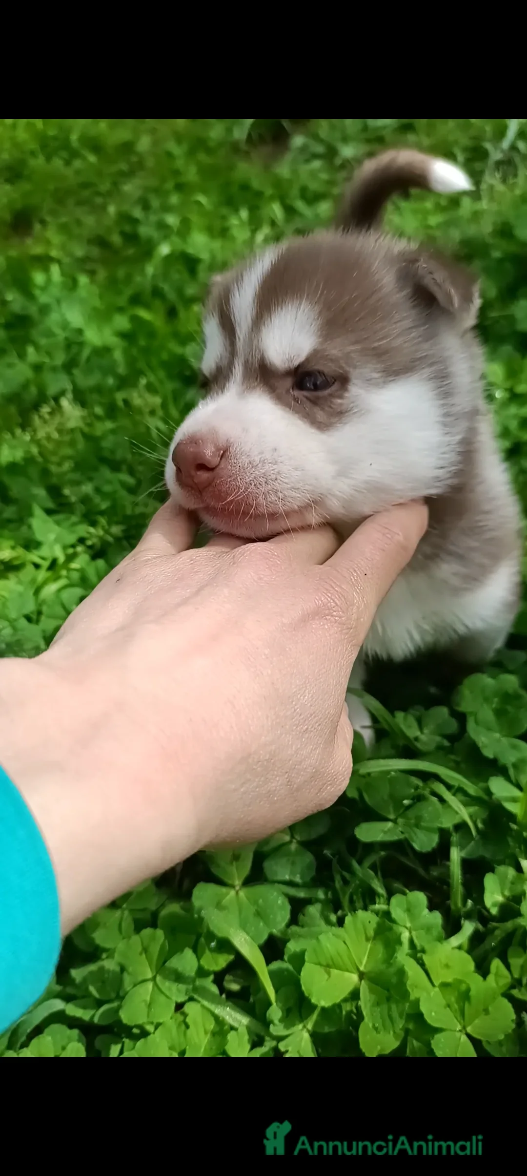 Husky cani in vendita: Cuccioli husky disponibili  a Città metropolitana di Milano - Annuncio 13