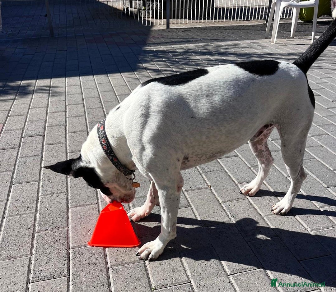 Meticcio cani in regalo: BLACK GENTILCANE - Annuncio 8