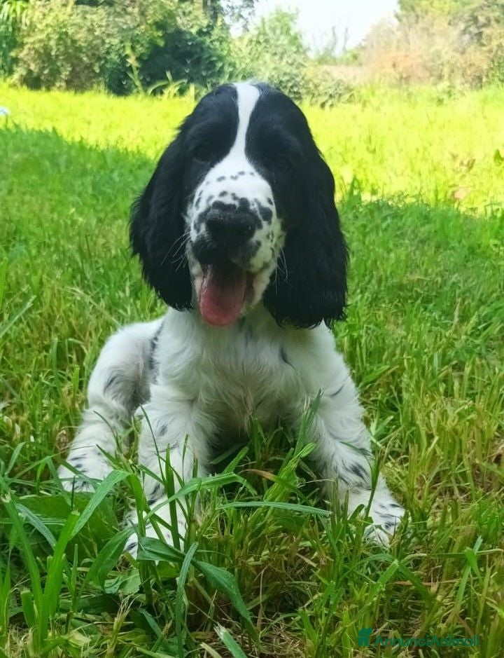 Cocker cani in vendita: Cuccioli Cocker Spaniel Inglese  - Annuncio 1
