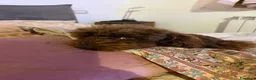 Barboncino Toy cani per accoppiamento: Barboncino Toy Cioccolato - Annuncio 2