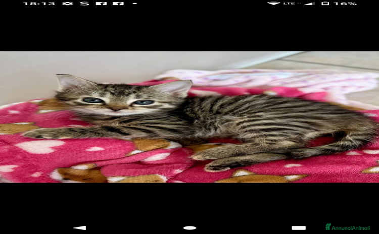 Bengala gatti - Annuncio 4