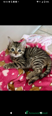 Bengala gatti Gatto bengala mix - Annuncio 1