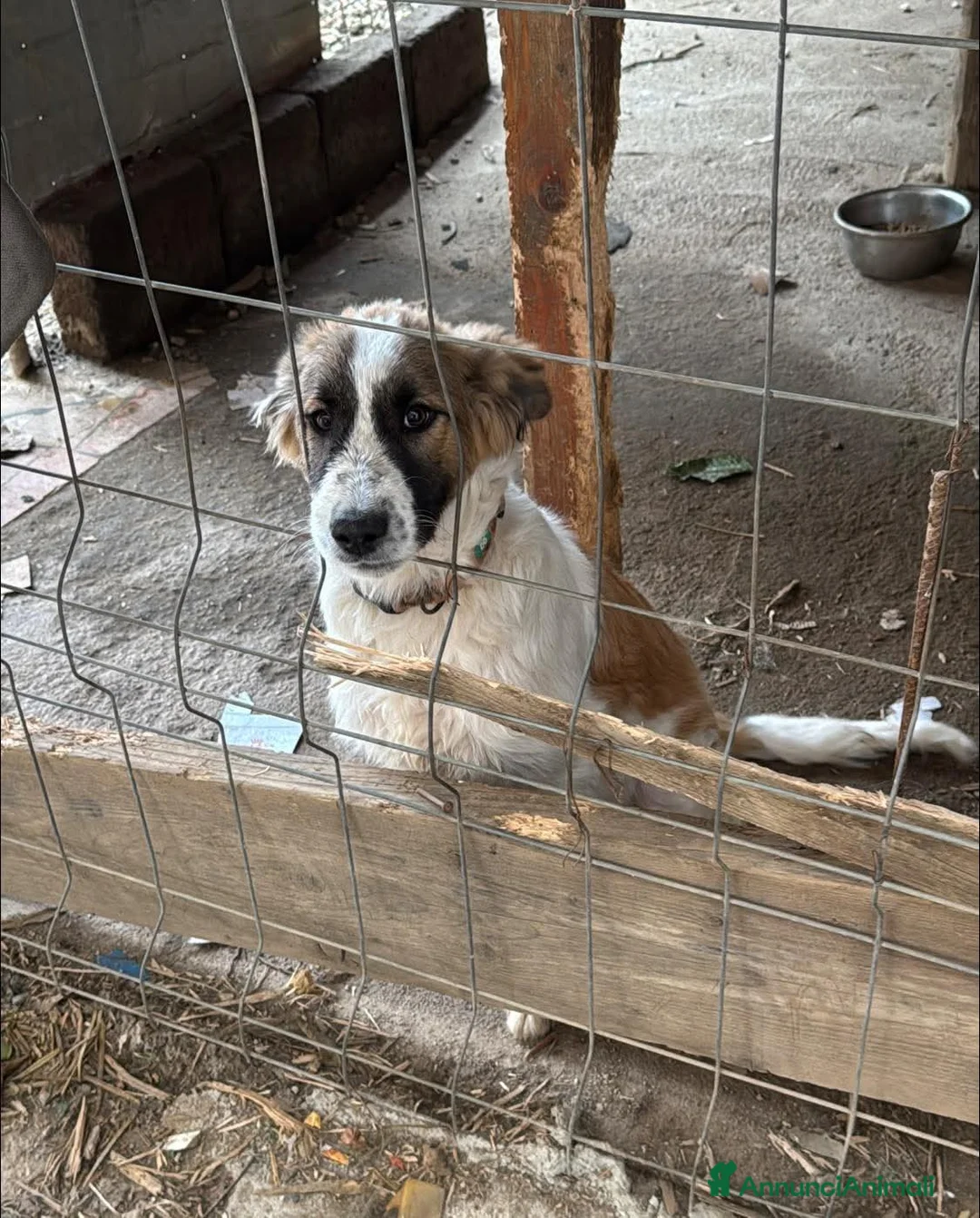 Meticcio cani in regalo: Simba, taglia media! (25kg - 6 mesi)  - Annuncio 1