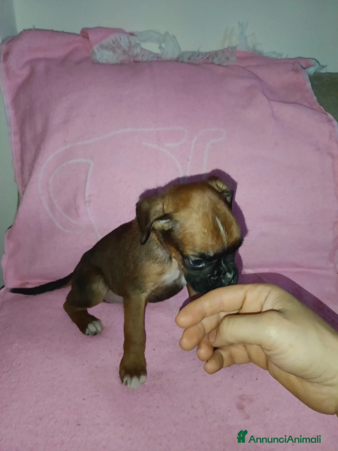 Boxer cani in vendita: Cuccioli di boxer - Annuncio 3