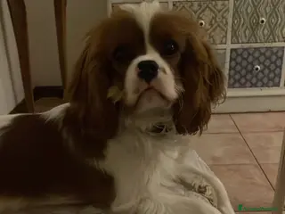 Cavalier King cani Cavalier King CS con Pedigree - Annuncio 27