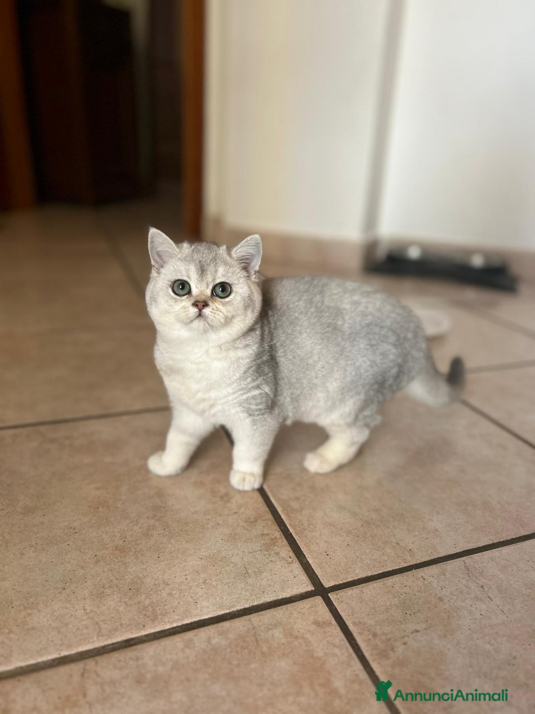 Scottish gatti in vendita: CICCIOLA SCOTTISH STRAIGHT - Annuncio 6