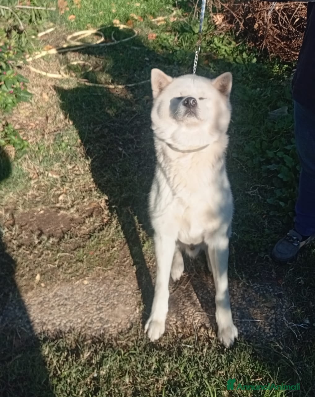 Akita Inu cani vendesi cucciola di Akita inu - Annuncio 1