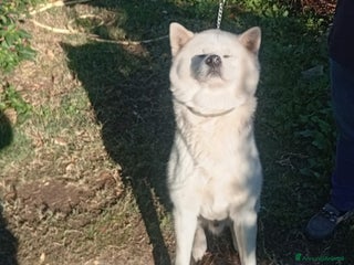 Akita Inu cani vendesi cucciola di Akita inu - Annuncio 1