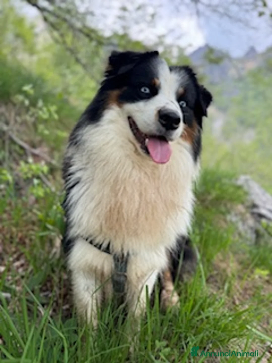 Australian Shepherd cani per accoppiamento: Maschio disponibile per accoppiamento - Annuncio 4