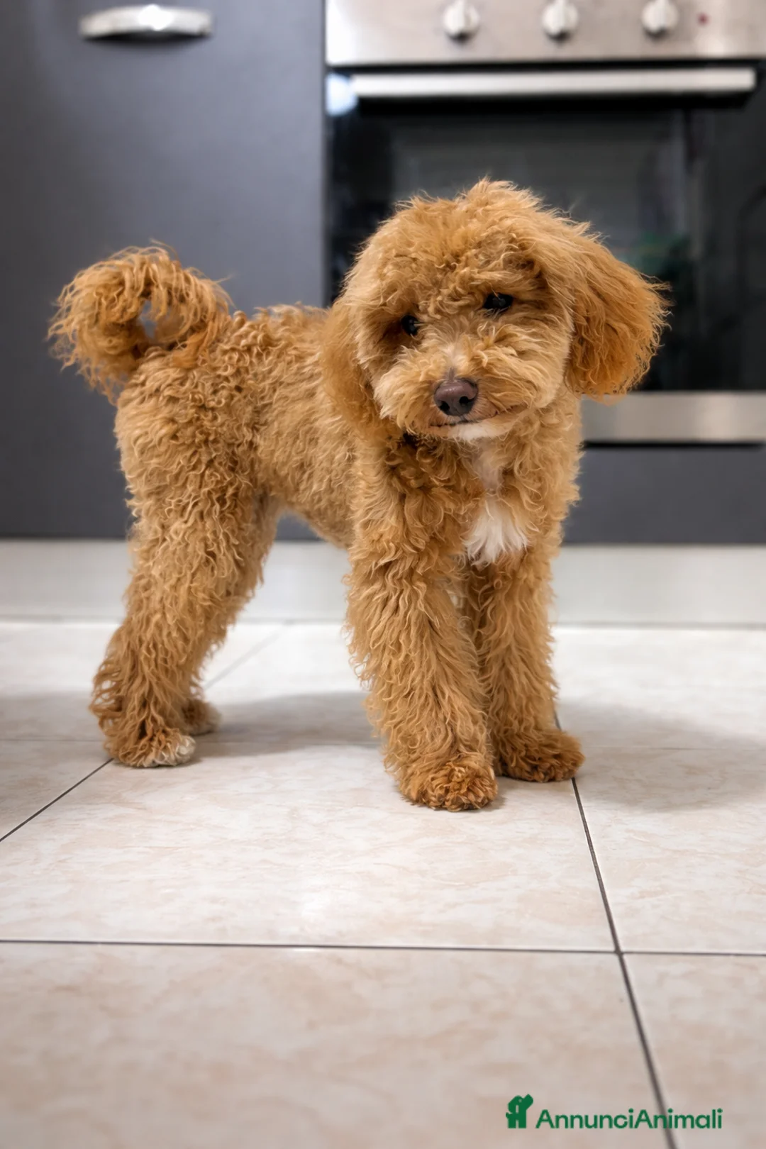 Barboncino Toy cani in vendita: Barboncina nano/toy - Annuncio 2