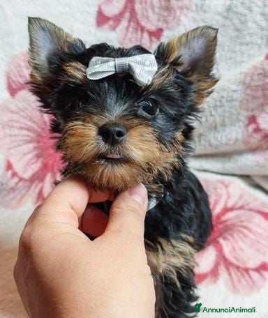 Meticcio cani ✨Splendidi Yorkshire Terrier✨ - Annuncio 11