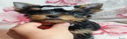 Meticcio cani in vendita: ✨Splendidi Yorkshire Terrier✨ - Annuncio 1