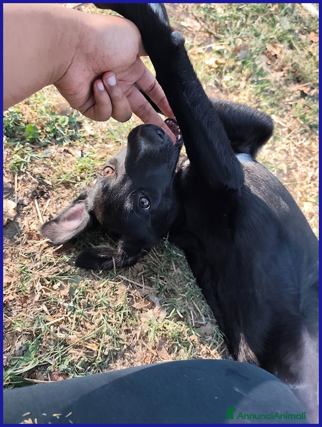 Meticcio cani in regalo: BRENDA, CUCCIOLA 5 MESI RECUPERATA SOTTO IL SOLE  - Annuncio 7