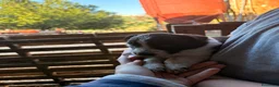 Meticcio cani in vendita: Incrocio cuccioli Border Collie  - Annuncio 7
