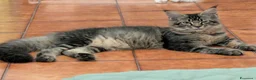 Maine Coon gatti in vendita: Maine Coon - Annuncio 9