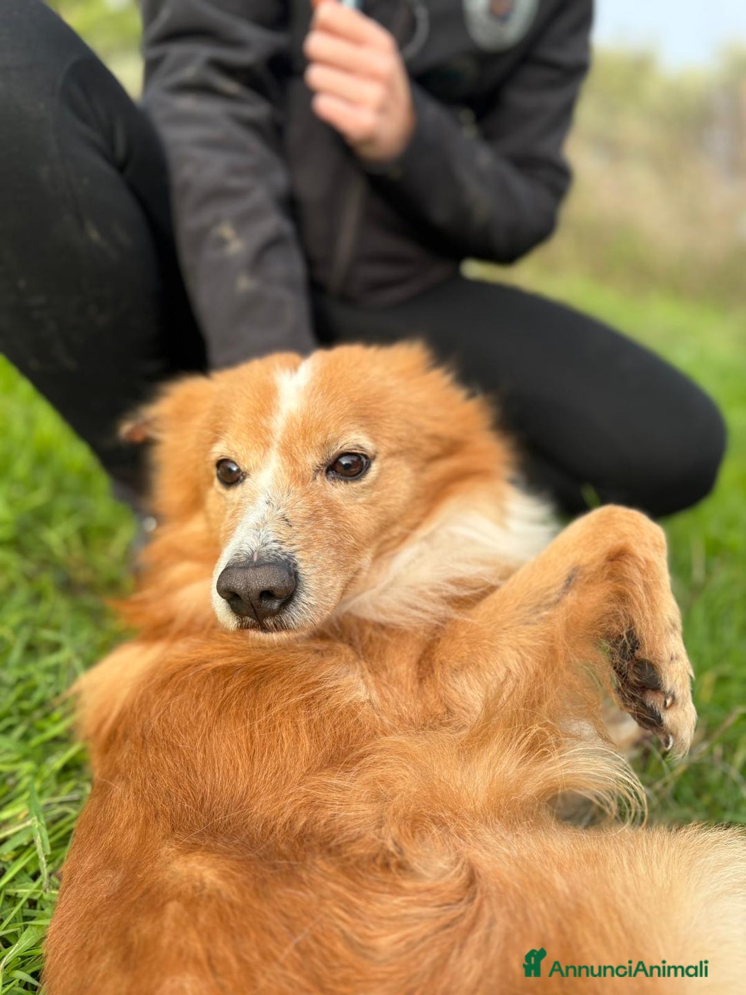 Meticcio cani in regalo: RICKY. 💙 - simil volpino taglia piccola - Annuncio 7