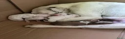 American Staffordshire cani in vendita: Cucciole di American Staffordshire Terrier  - Annuncio 3