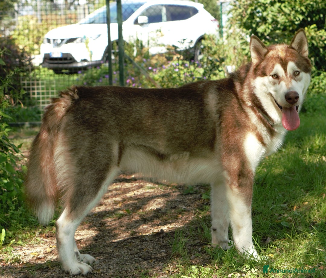Alaskan Malamute cani in vendita: Alaskan malamute di 1 anno - Annuncio 3