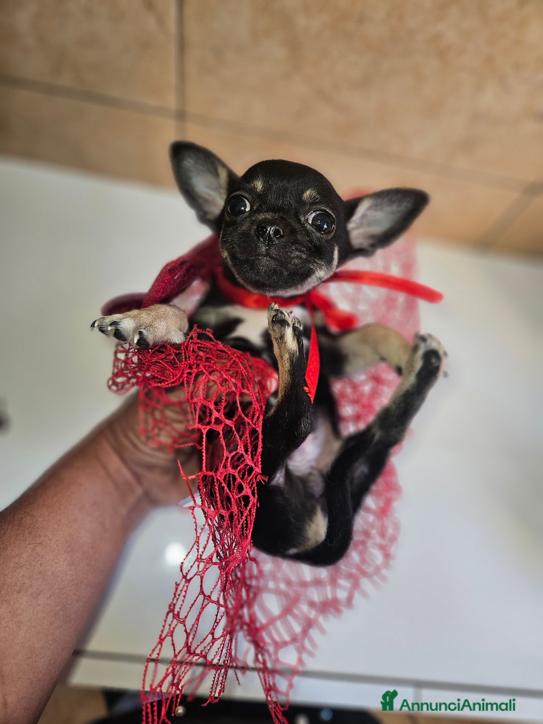 Chihuahua cani in vendita: Chihuahua toy maschera nera - Annuncio 7