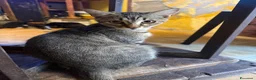Meticcio gatti in regalo: Gattini cercano casa a Città metropolitana di Catania - Annuncio 13