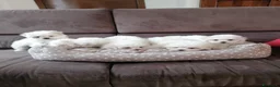 Maltese cani in vendita: CUCCIOLI DI RAZZA MALTESE - Annuncio 1