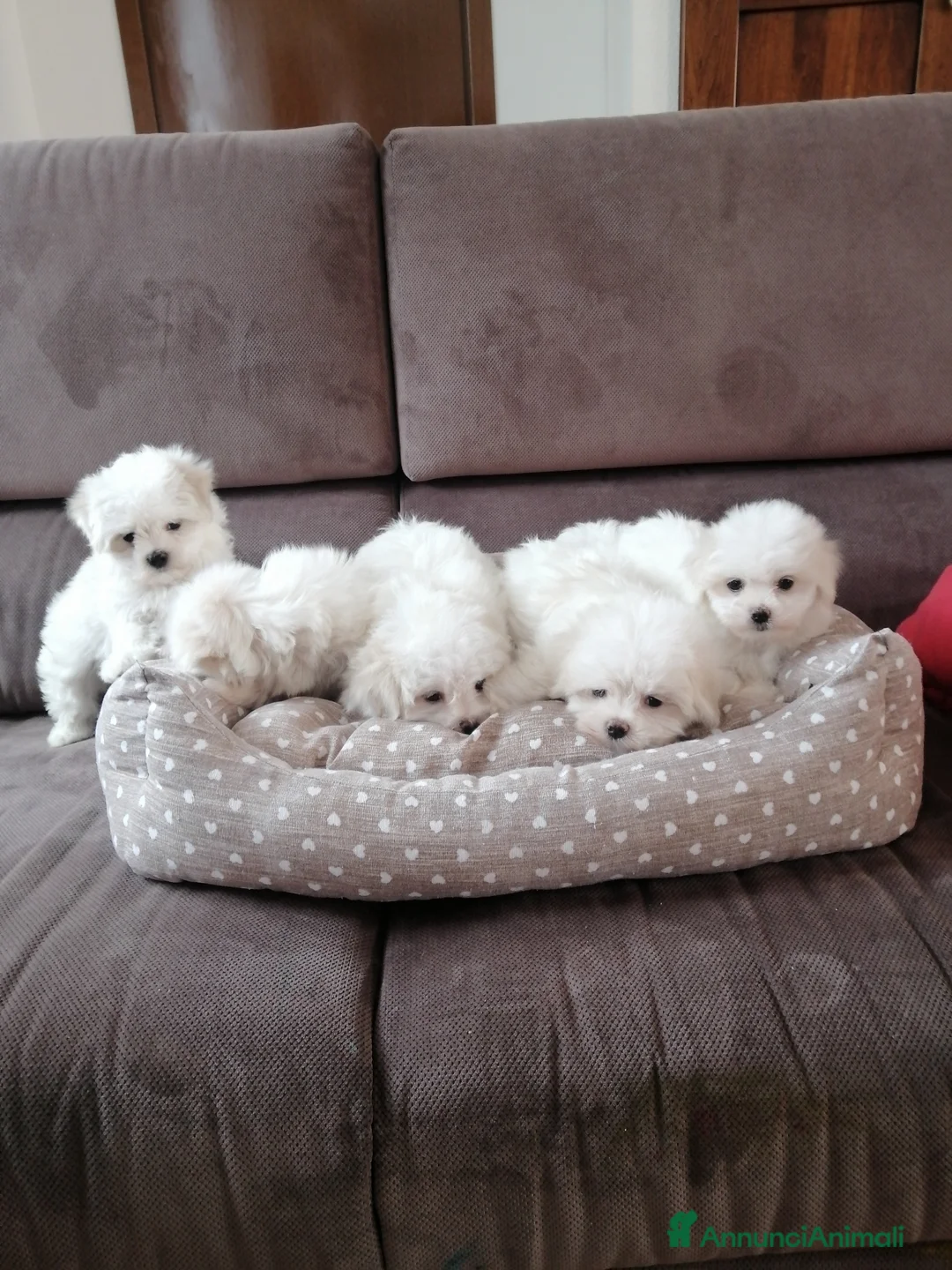 Maltese cani in vendita: CUCCIOLI DI RAZZA MALTESE - Annuncio 1