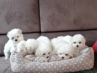 Maltese cani CUCCIOLI DI RAZZA MALTESE - Annuncio 2
