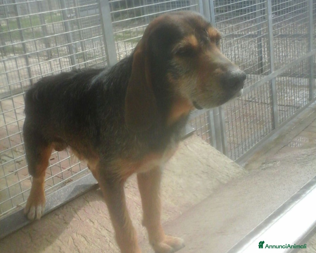 Meticcio cani Arrivato in canile 6anni fa,1cane dimenticato a Milano - Annuncio 1