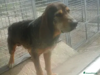 Meticcio cani Arrivato in canile 6anni fa,1cane dimenticato a Milano - Annuncio 13