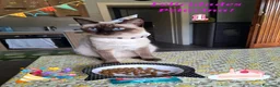 Thai gatti in vendita: Stupendi Thai - Annuncio 2