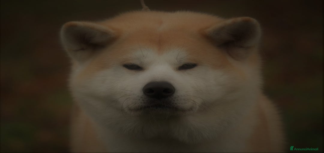 Immagine della galleria {{count}}