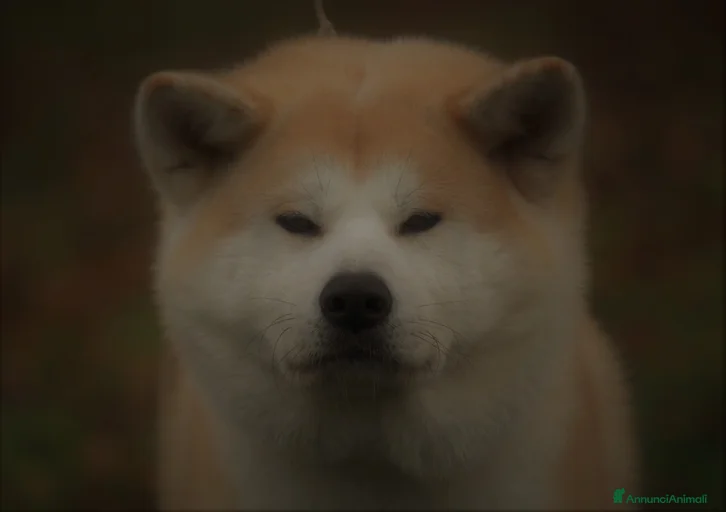 Immagine della galleria {{count}}