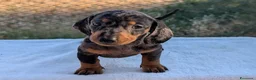 Bassotto cani in vendita: Bassotti tedeschi standard a pelo corto - Annuncio 2
