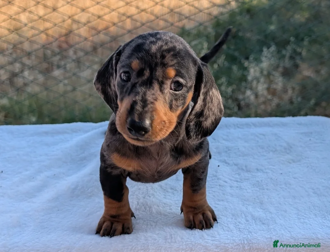Bassotto cani in vendita: Bassotti tedeschi standard a pelo corto - Annuncio 2