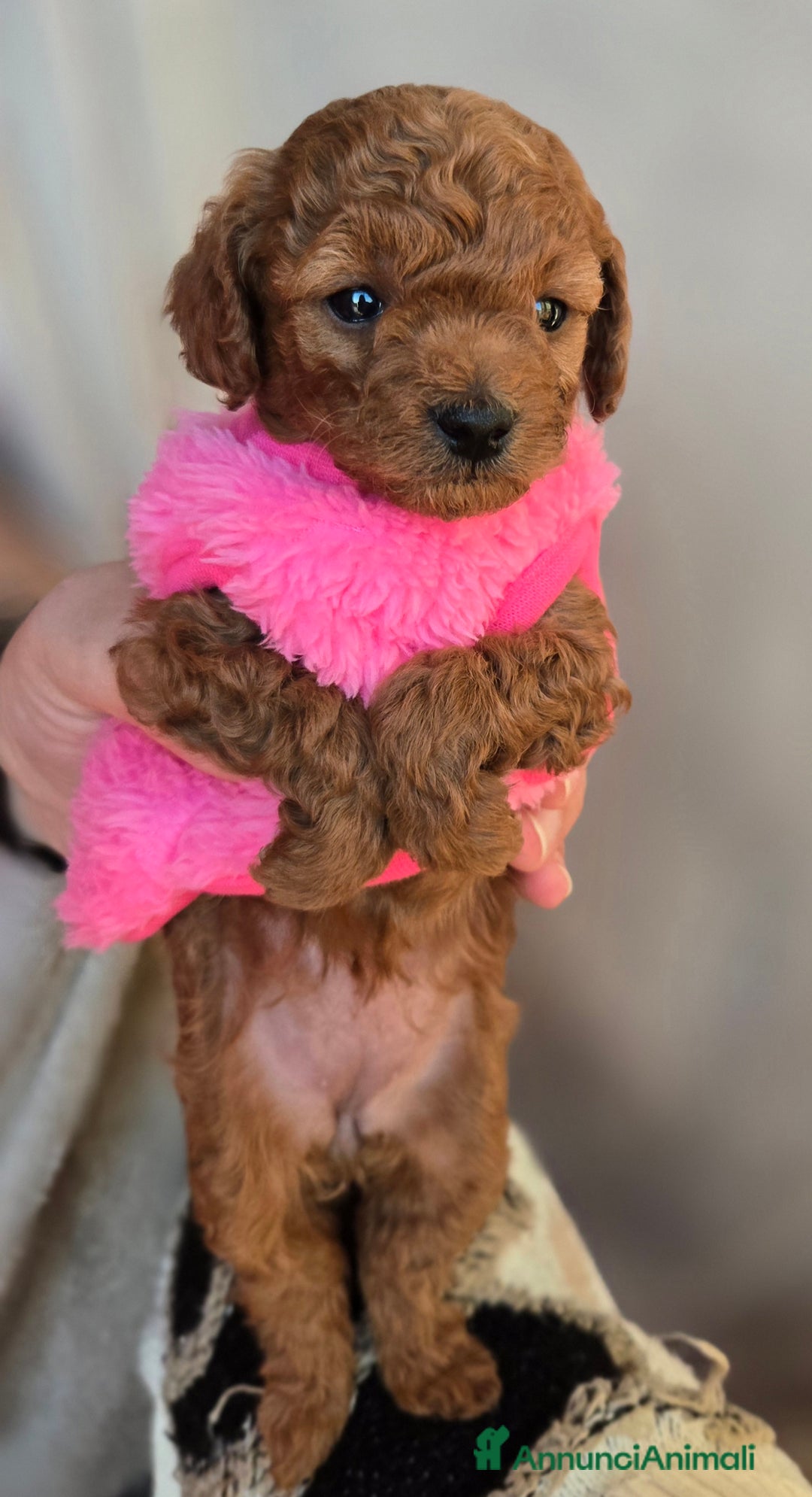 Barboncino Toy cani in vendita: Cucciola Barboncino Toy pedegree Enci  - Annuncio 4