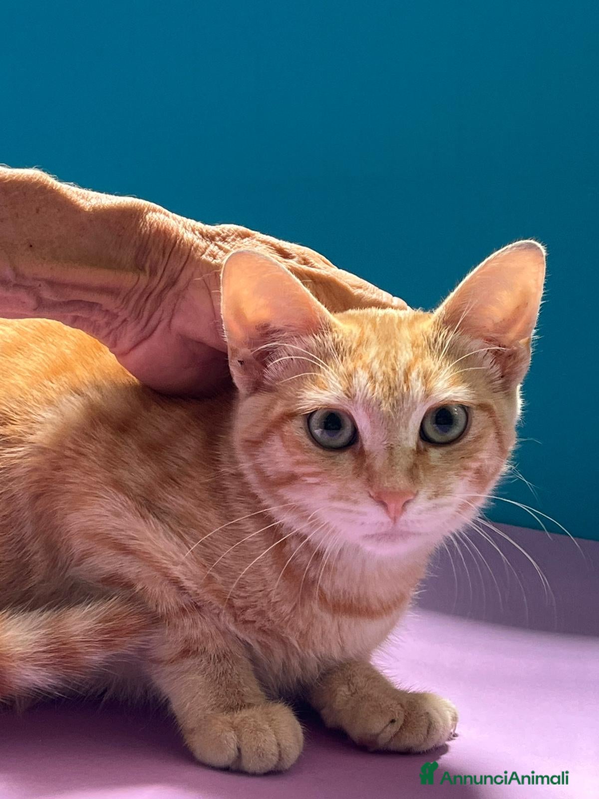 Europeo gatti Micino rosso maschio occhi verdi - Annuncio 27