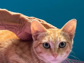 Europeo gatti Micino rosso maschio occhi verdi - Annuncio 5