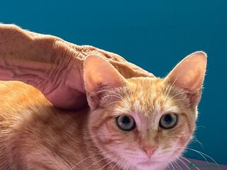 Europeo gatti Micino rosso maschio occhi verdi - Annuncio 32