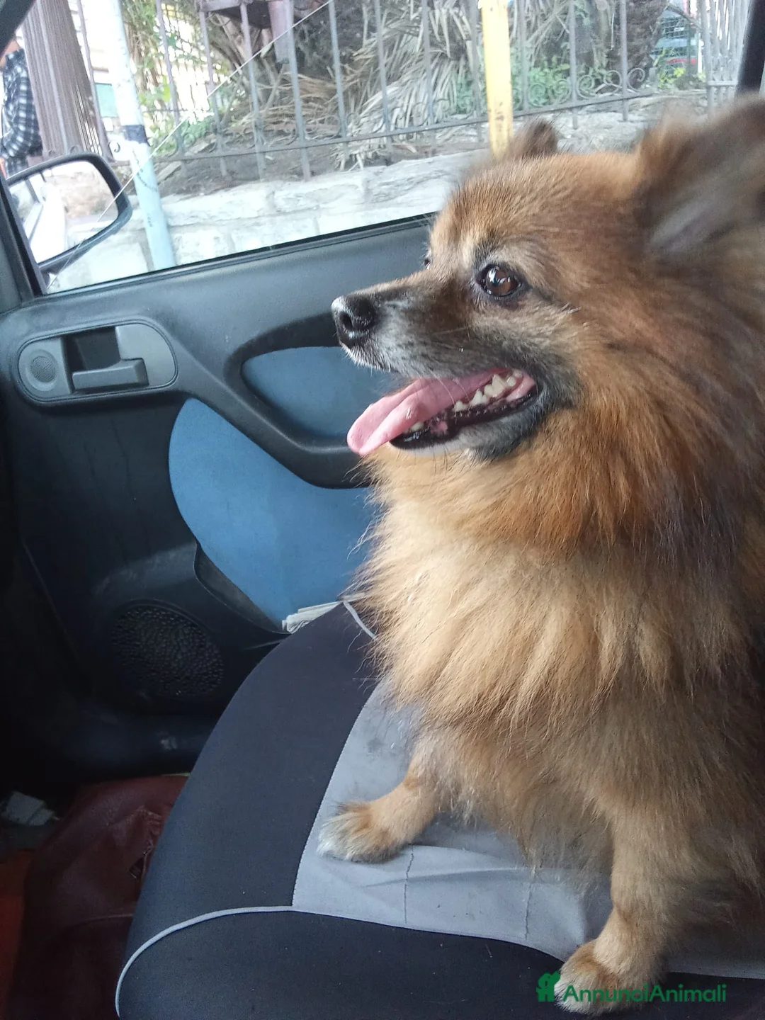 Volpino Pomerania cani per accoppiamento: Cerco volpino di Pomerania femmina per monta  a Provincia di Imperia - Annuncio 2