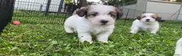 Jack Russell cani in vendita: Cucciolata jack Russell pelo ruvido pedigree - Annuncio 3