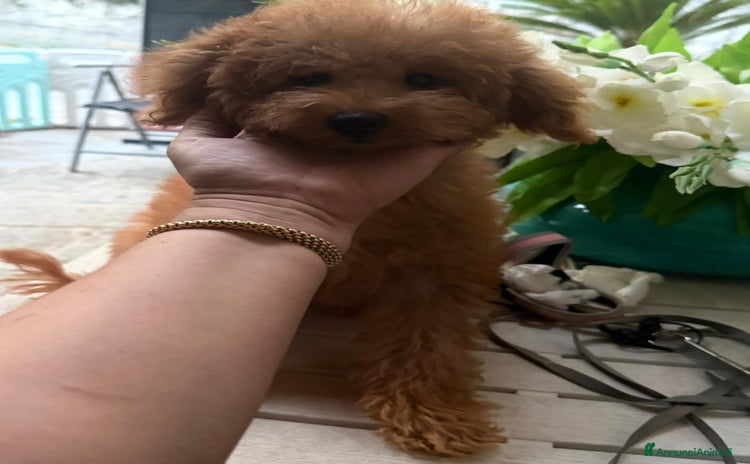 Barboncino cani Barboncino nano 6 mesi  - Annuncio 8