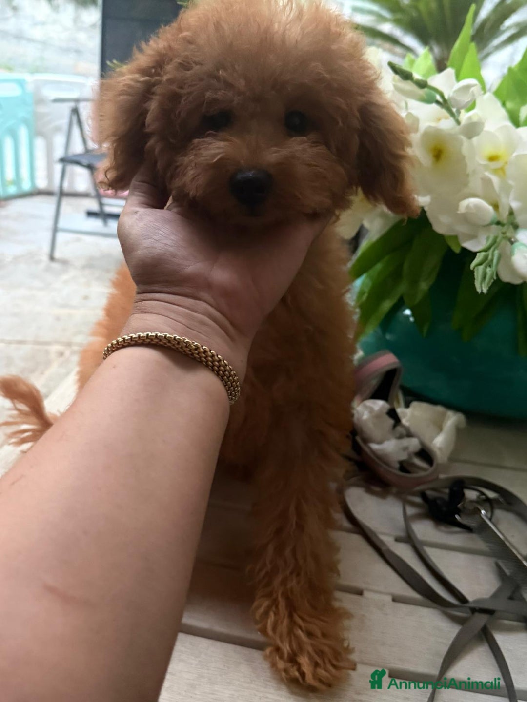 Barboncino cani in vendita: Barboncino nano 6 mesi  - Annuncio 1