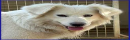Meticcio cani in regalo: UFFA giovane e bellissima - Annuncio 6